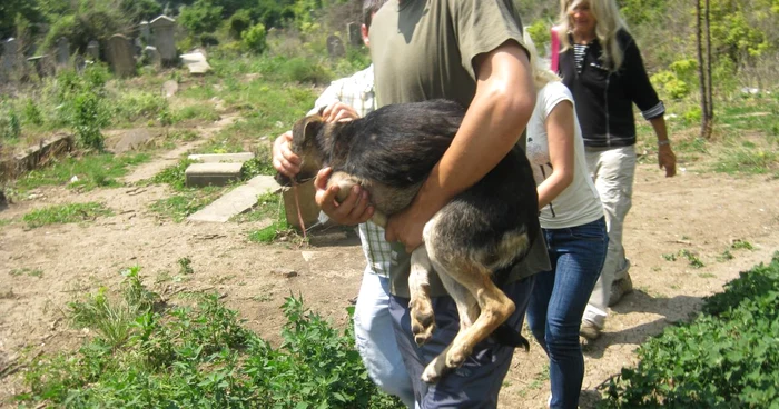 Cățelul cu bidonul pe cap a fost salvat