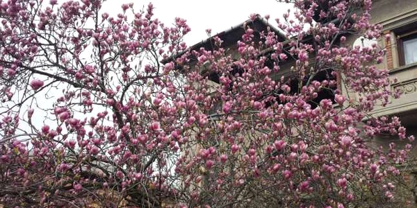 a inflorit magnolia la turnu severin FOTO Corina Macavei 