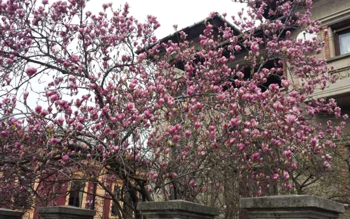 Magnolia înflorită în curtea unei familii din Turnu Severin