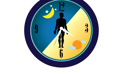 1 ritm circadian jpg jpeg