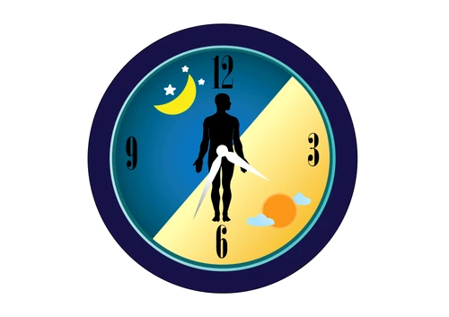 1 ritm circadian jpg jpeg