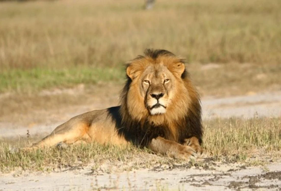 Faimosul leu Cecil a fost omorât de stomatologul american Walter Palmer