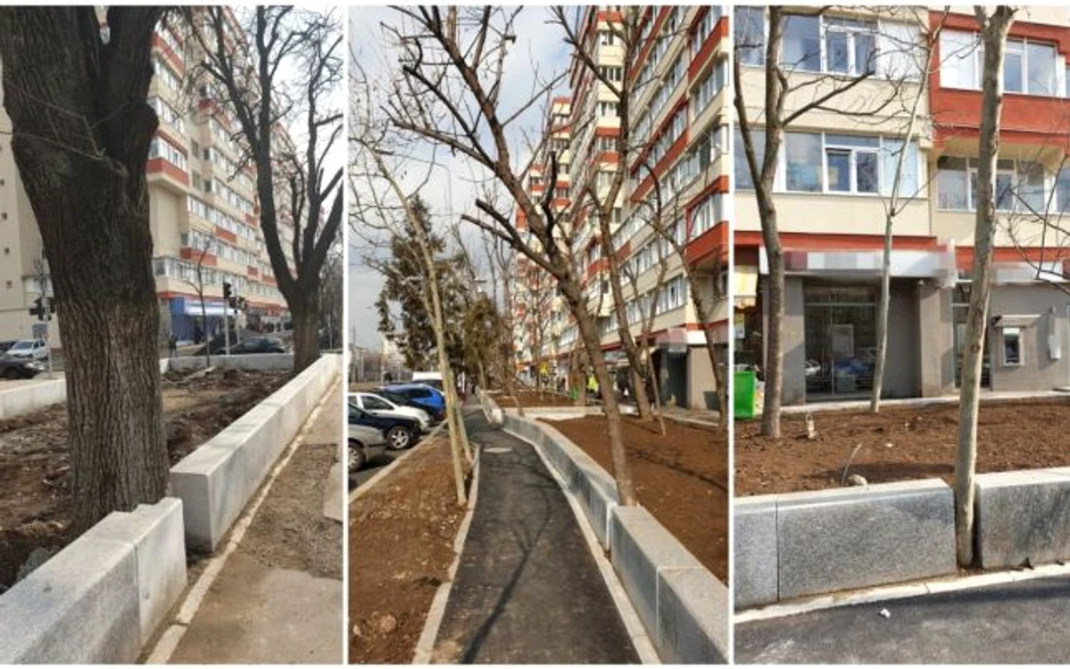 Arbori sugrumati de borduri in sectorul 4