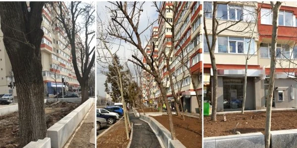Arbori sugrumati de borduri in sectorul 4 