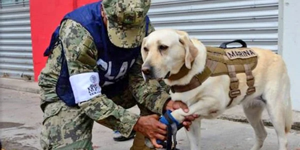 Labradorul care a salvat vieti in Mexic FOTO Twitter @gobmx