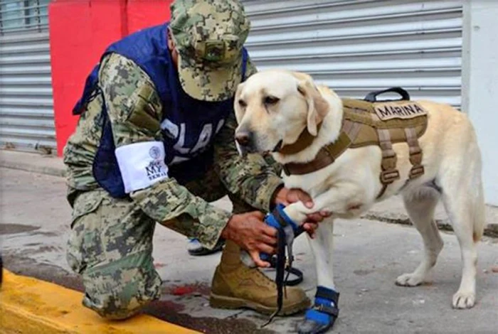 Labradorul-erou al Mexicului FOTO Twitter @gobmx