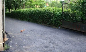 România și Franța Copou și Bois de Boulogne jpeg