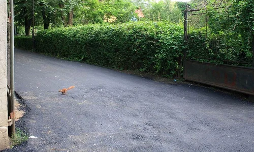 România și Franța Copou și Bois de Boulogne jpeg