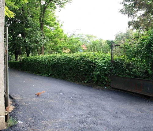 România și Franța Copou și Bois de Boulogne jpeg