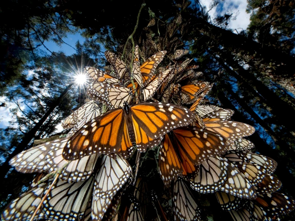 the mountain of butterflies 19 jpg jpeg