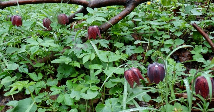 laleaua pestrita