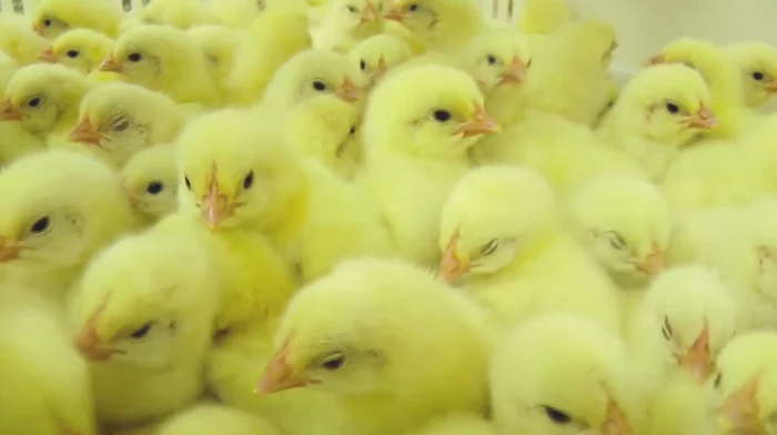 
    Puii sunt uciși fără milă Foto Youtube  