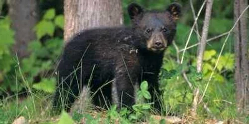 Bărbatul a fost atacat de un urs care l-a muşcat de picior (Foto Arhivă)