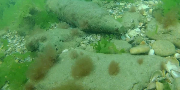proiectil descoperit în marea neagra foto fortele navale