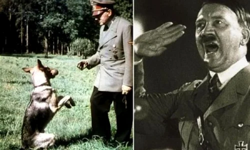 Naziştii ar fi încercat să înveţe câinii să vorbească, pentru a câştiga războiul jpeg