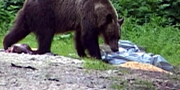 Urşii au băgat spaima în muncitorii de la Zănoaga