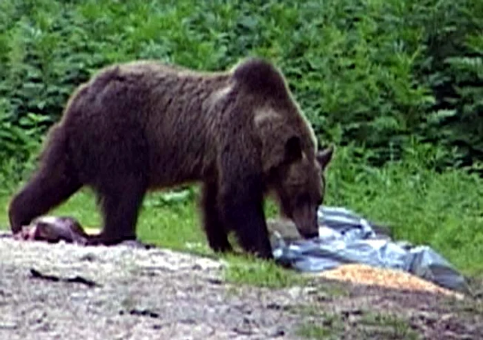 Ursoaica coborâse din pădure în căutare de hrană.