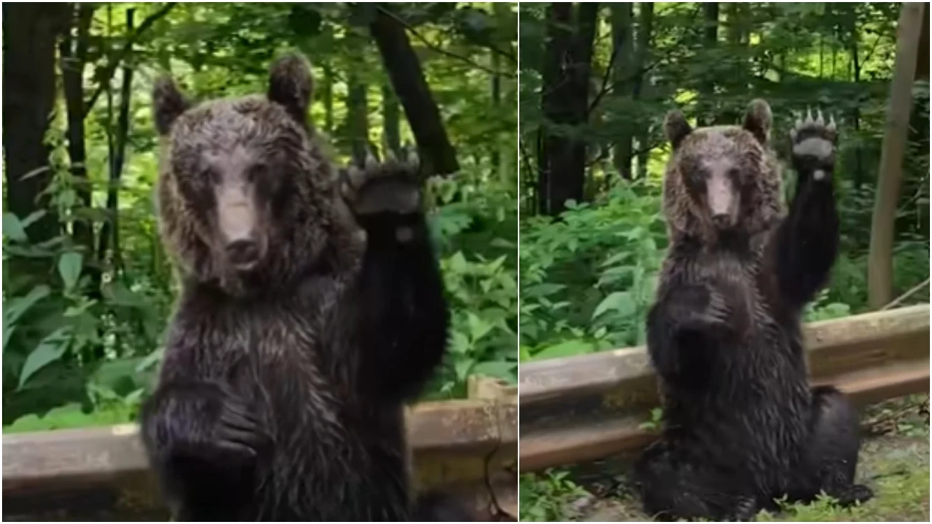 Ursul „amabil” din România a ajuns vedetă în toată lumea! / Foto: Captură video