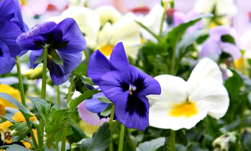 1 59110 original jpg jpeg