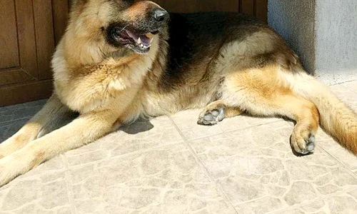 Slash păzește  cu strășnicie  casa din Buftea jpeg