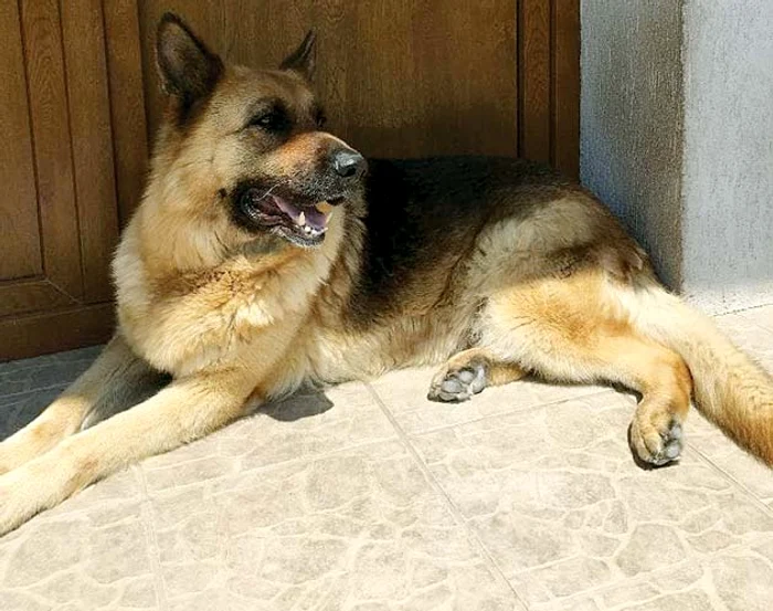 Slash păzește cu strășnicie casa din Buftea