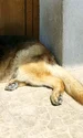 Slash păzește  cu strășnicie  casa din Buftea jpeg