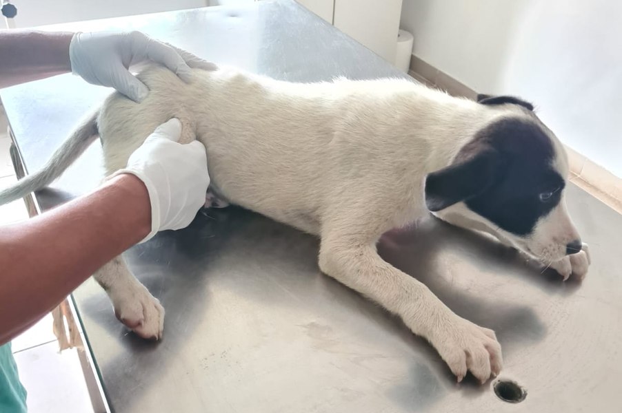 Două fețe ale comportamentului uman față de animale: un copil a rănit un câine, altul a sunat pentru ajutor