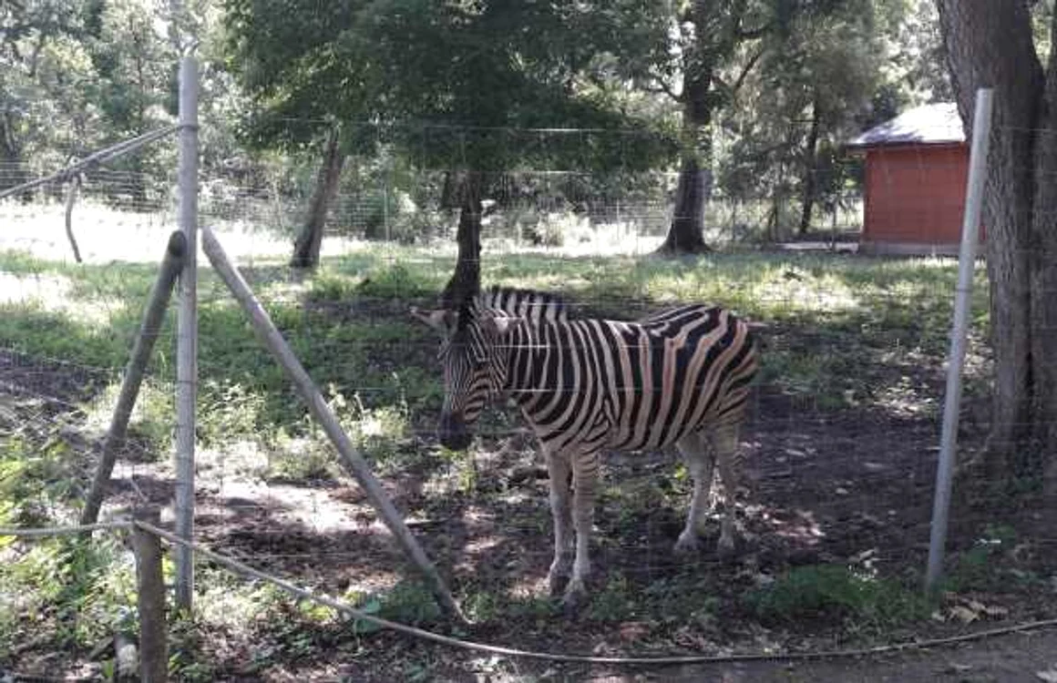 Zebra în grădina zoologică din Timişoara FOTO Ş.Both