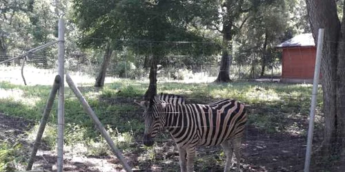 Grădina Zoologică din Timişoara FOTO Ş.Both