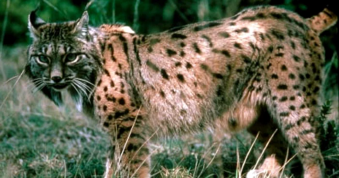 Râsul este un animal pe cale de dispariţie. FOTO: roportal.ro