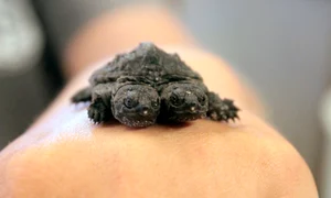 Ţestoasa mutant jpeg