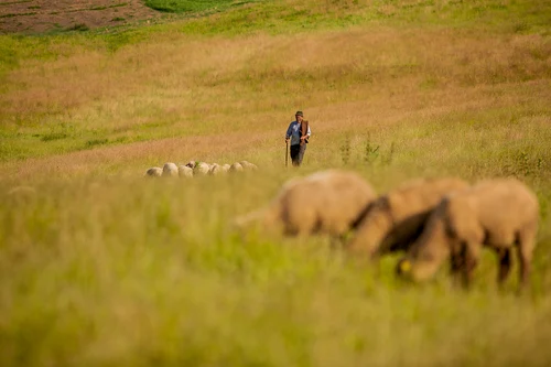 În Mălâncrav, oamenii se reconectează cu natura. FOTO: Radu Cristian