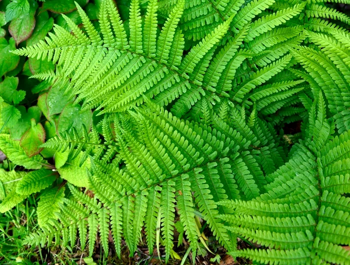 1 plante pe care sa nu le tii in dormitor jpg jpeg