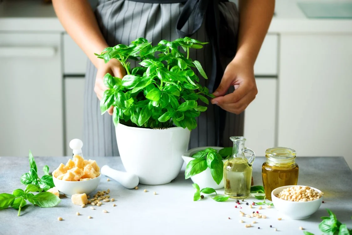 plante aromatice jpg