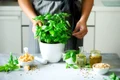 plante aromatice jpg