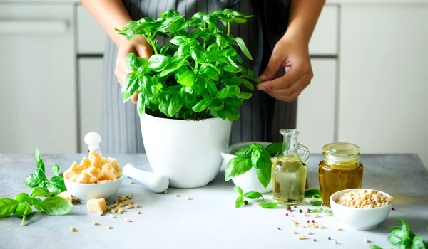 plante aromatice jpg