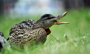 duck 8080570 1280 jpg