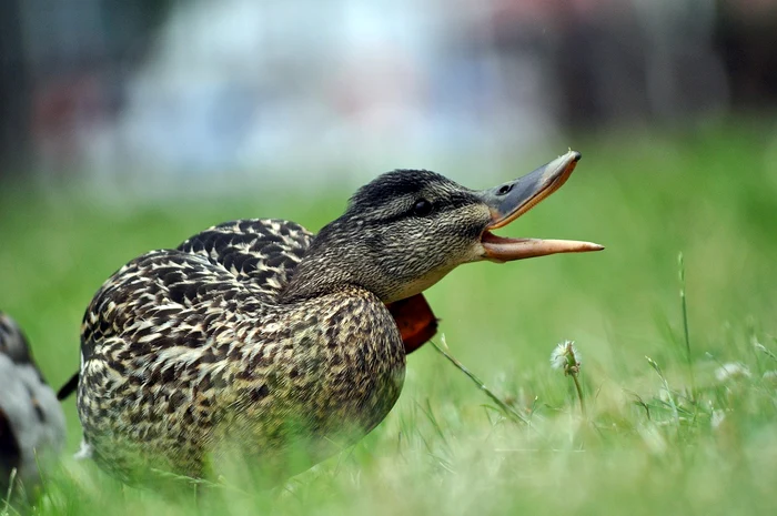 Rața din farfurie era, de fapt, porumbel / foto: Pixabay