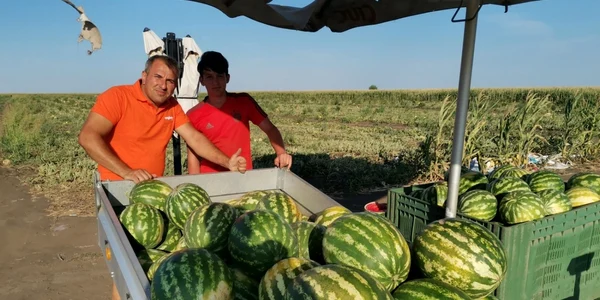 Lubeniţa de la Gottlob este la mare căutare în tot vestul ţării FOTO Ş.Both