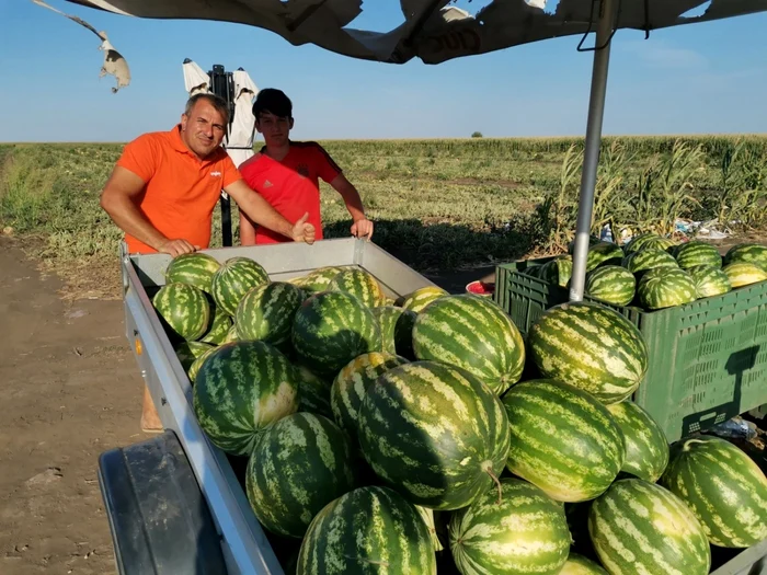 Lubeniţa de la Gottlob se vinde şi direct de pe marginea drumului FOTO Ş.Both