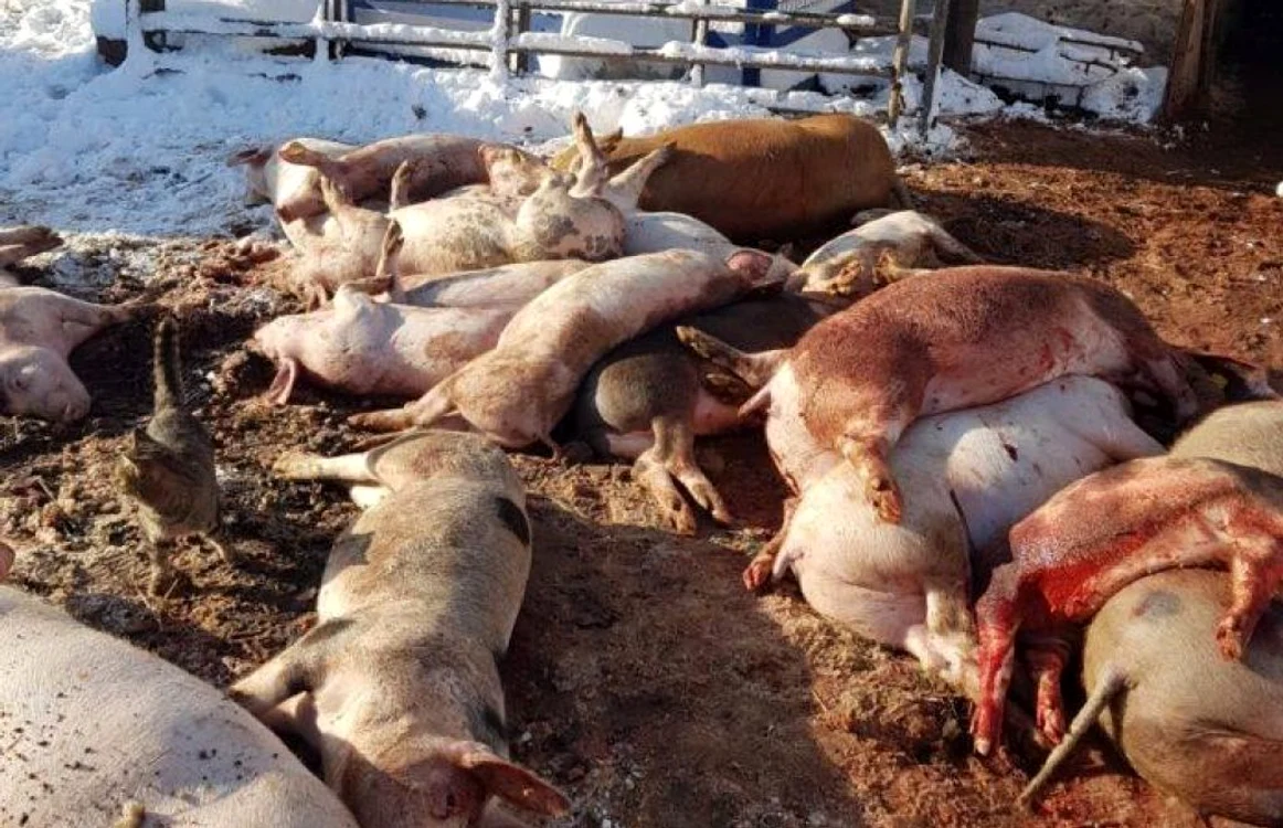 Medicii veterinari au acţionat o săptămână pentru omorârea porcilor din Rusăneşti, iar după încheierea acţiunii, un sătean i-a anunţat că are şi el, în afara localităţii, purcei morţi FOTO. arhiva