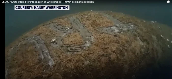 Persoana care a chinuit bietul animal este căutată de poliție