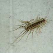 miriapode jpg webp