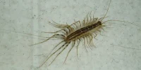 miriapode jpg webp