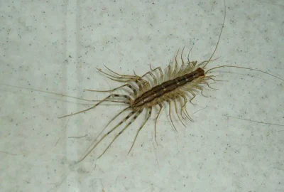 miriapode jpg webp