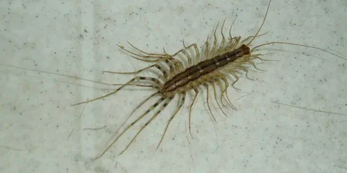miriapode jpg webp