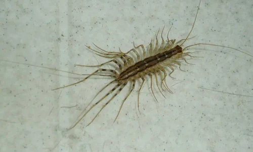 miriapode jpg webp