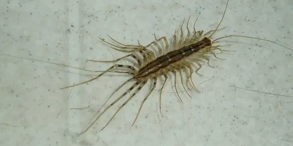 miriapode jpg webp