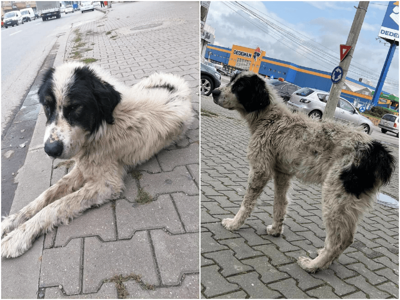 Aventura lui Nero, un câine pierdut acum trei ani de stăpâni. Povestea emoționantă a regăsirii