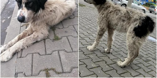 catel alba iulia jpg